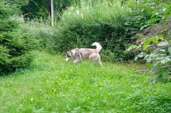 Хаски найдена у 