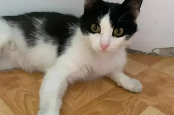 Пропал кот, Башкирская ул., 21Б, Махачкала