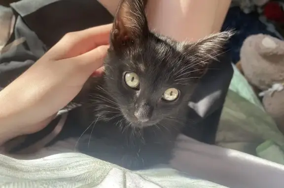 Кошки потеряшки, Красноярск, фото: Потеряшка черная кошка, ул. 78-й ДБ, 19