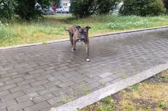 Собака найдена, Баргузин, Иркутск