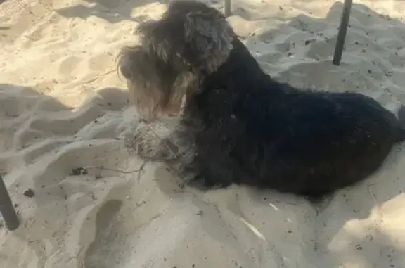 Найдена собака в Волжском Утесе, Самарская обл.