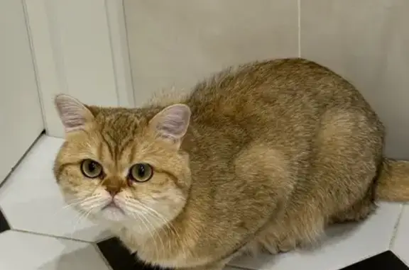 Кошки потеряшки, , фото: Потеряшка кошка, 51А, МО