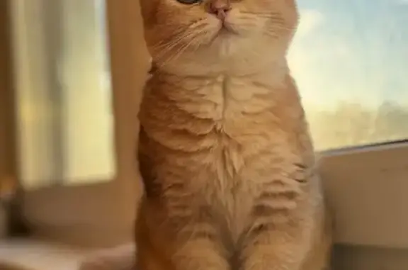 Кошки потеряшки, , фото: Потеряшка кошка