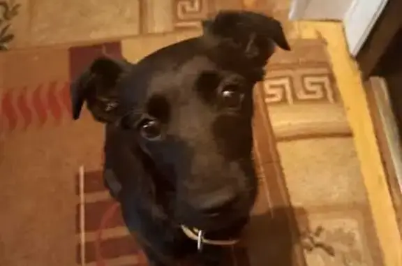 Потерянные животные Нягань, фото: Пропала собака, Интернациональная 97, Нягань