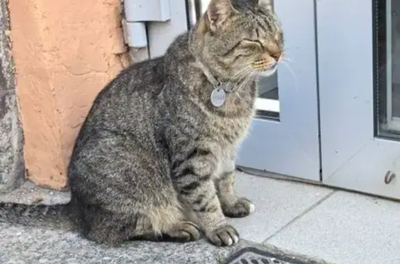 Кошка найдена: 6-я линия В.О., 25, СПб