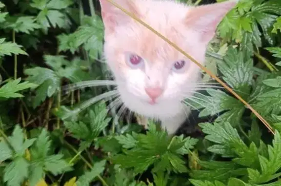 Кошка найдена: ул. Мира, Копаная-1