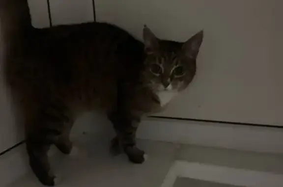 Найдена кошка, пр. Ленинского Комсомола, 66