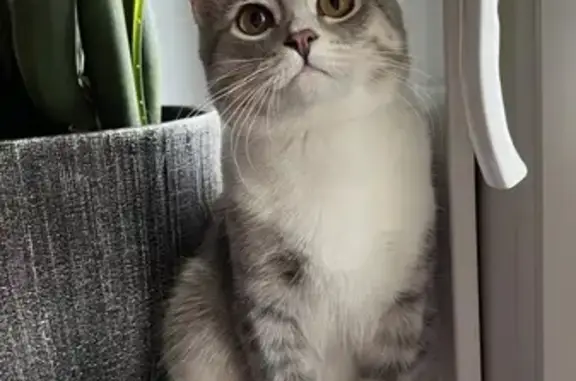 Пропала кошка, Советская 22, Белинский