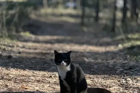 Кошки потеряшки, Кисловка, фото: Потеряшка кошка, ул. Ванина, 2, Кисловка