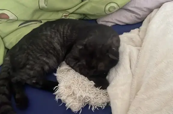 Пропал черный кот, Гоголя 10, Г-Алтайск