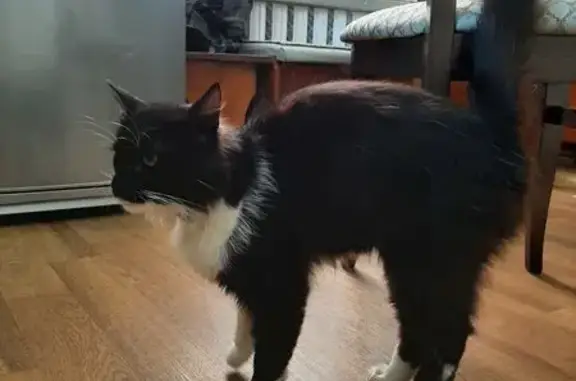 Найдена кошка, Брест, фото: Кот найден, Туровская ул., Брест