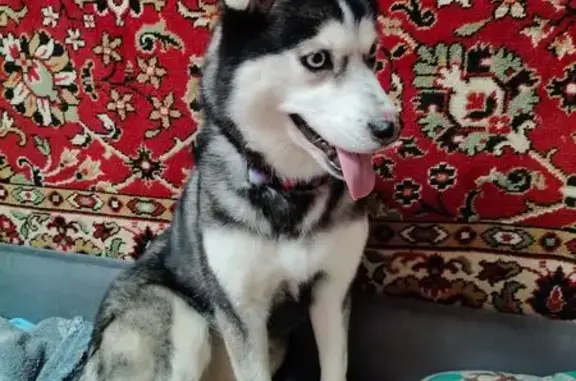Пропала собака, Нижний Новгород