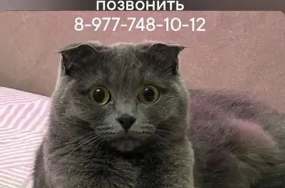 Кошки потеряшки, Москва, фото: Потеряшка кошка, Москва