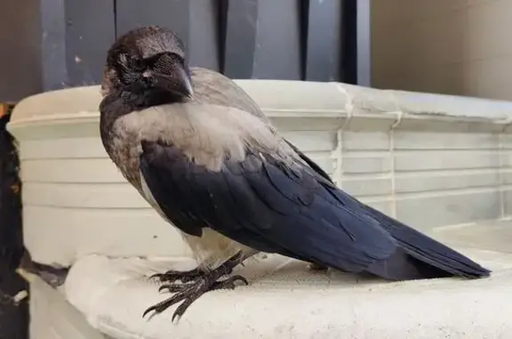 Объявления о пропавших и найденных животных, Родники, фото: Ворона найдена в Родниках, ул. Трудовая 6