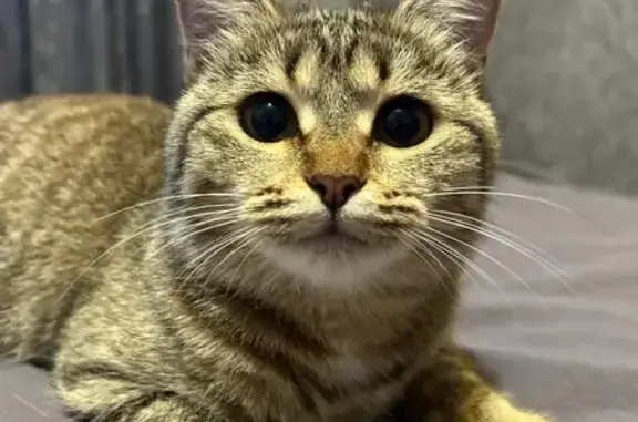 Объявления о пропавших и найденных животных, Бирск, фото: Пропала кошка, Луговая ул. 14, Бирск