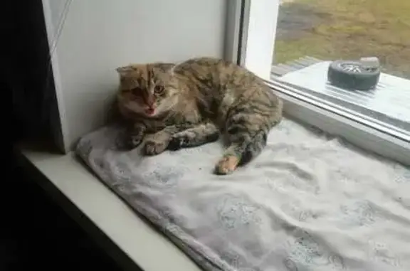 Кошки потеряшки, Первомайск, фото: Потеряшка кошка, ул. Мичурина, 92, Первомайск