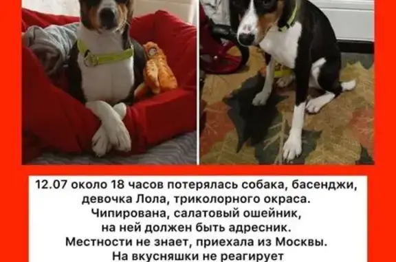 Пропала собака, Калужская область