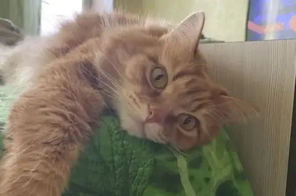 Пропала кошка, 6, Старый Оскол