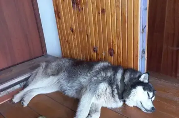 Найдена собака, Заречье, фото: Хаски найдена в Заречье, участок «Урал»