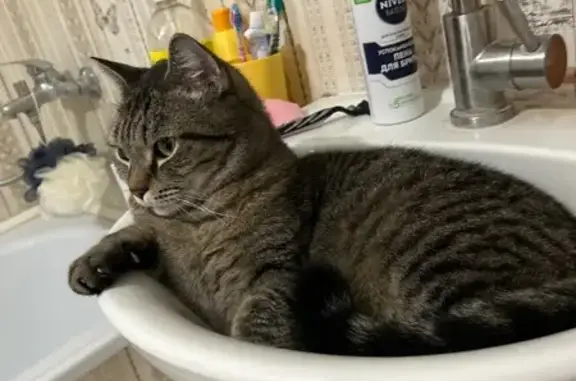 Кошки потеряшки, Челябинск, фото: Потеряшка кошка, Челябинск, Новороссийская 118