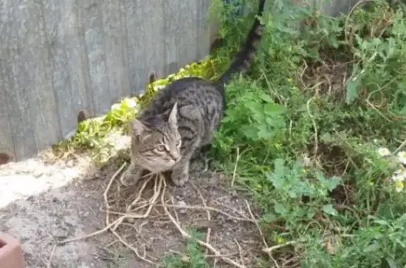Пропала кошка Шустрик, 11-й квартал, 69
