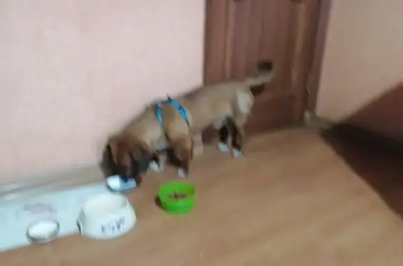 Найдена собака, пр. Красного Знамени 118В