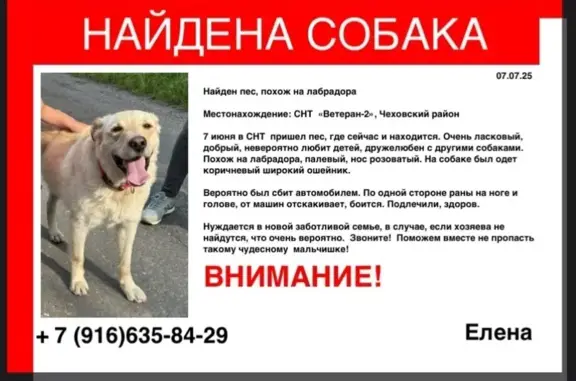 Найдена собака, Московская область, фото: Собака найдена в СНТ «Ветеран-2», МО