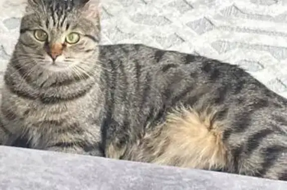 Пропала кошка, Старицкая ул. 8, Торжок