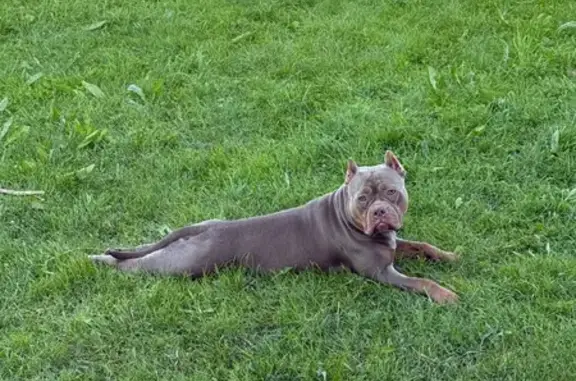 Собаки потеряшки, Вологодская область, фото: Потеряшка собака в Винниково-Михалево