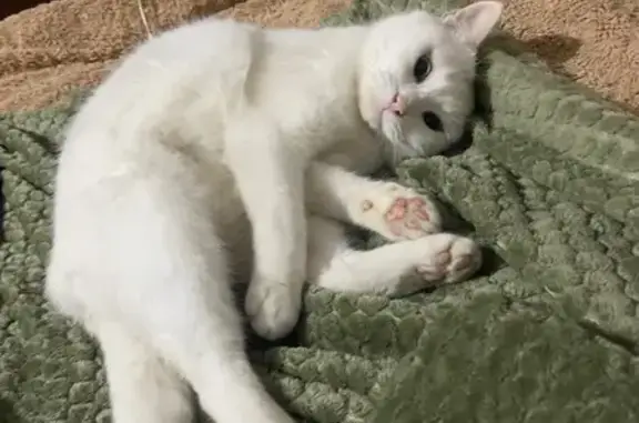 Пропала кошка, ул. Мовилень, 49, Кишинёв