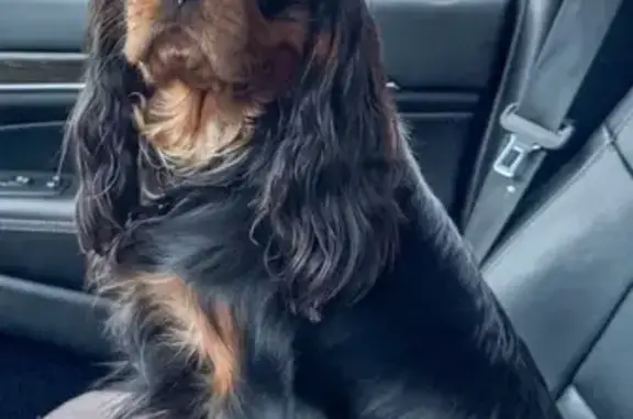 Собаки потеряшки, Смоленская область, фото: Потеряшка собака, Потапово, Смоленская обл.