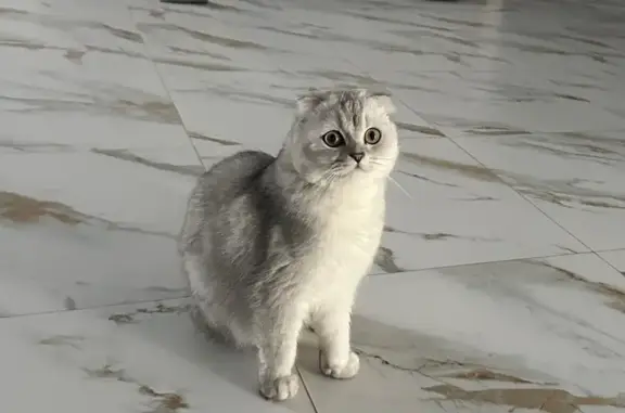 Пропал кот Рич, 6-й Виноградный, Оренбург