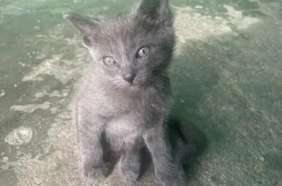 Найдена серая кошка, Чита, ул. 16