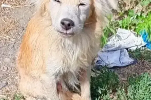 Светло-рыжий пёс найден на Застройщиков, 33