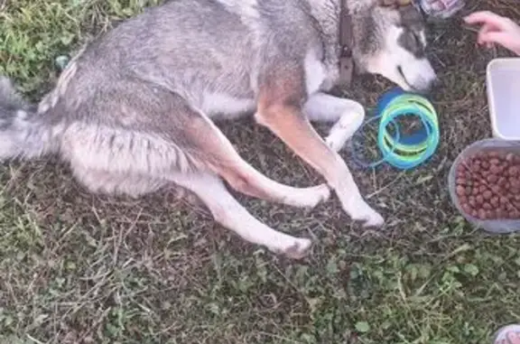 Собака найдена: Титова, 6А, Зональная Станция