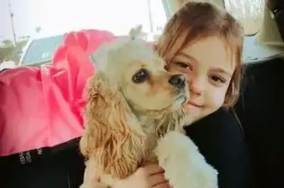 Пропала собака