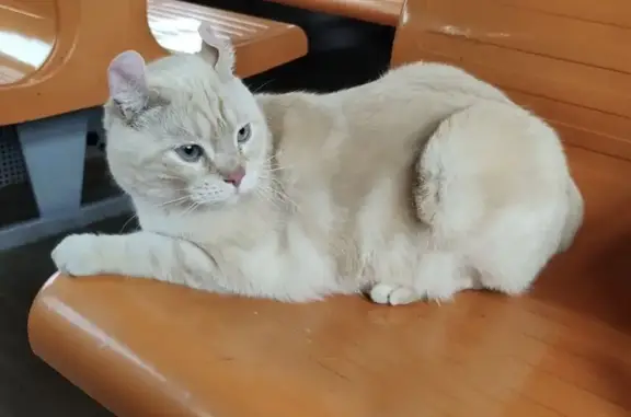 Пропала кошка, Зелёная ул., 2, Сосновское