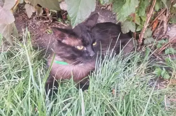 Черная кошка найдена на Богданова, 27