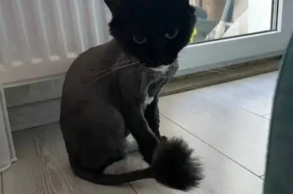 Пропала кошка, ул. Монтклер, 10 к1