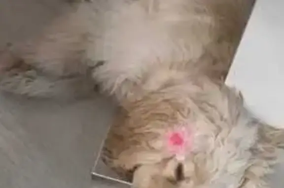 Собаки потеряшки, Тунгокоченский муниципальный округ, фото: Потеряшка собака, база 