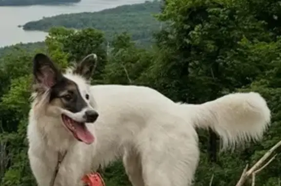 Собаки потеряшки, Спасск-Дальний, фото: Потеряшка собака, Краснознамённая 2 к1
