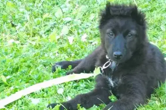 Найдена собака, Обухово, фото: Найдена собака, Пятницкое ш., с183, Обухово