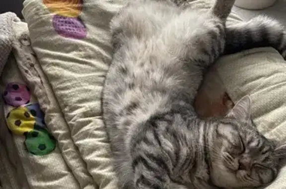 Кошки потеряшки, Уфа, фото: Потеряшка кошка, ул. Юрмаш 1Ж, Уфа