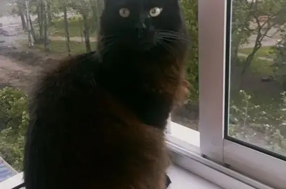 Кошки потеряшки, Петрозаводск, фото: Потеряшка чёрная кошка, ул. Репникова