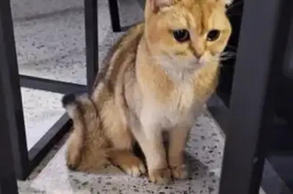 Кошка найдена, ул. Шишкина 30, Ижевск