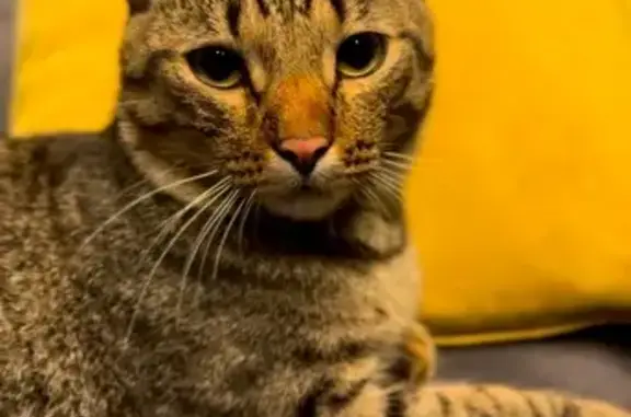 Найдена кошка, Южно-Сахалинск, фото: Кошка найдена: Комсомольская 294А, Ю-Сах.