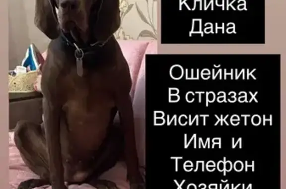 Пропала собака