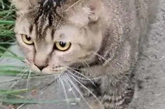 Кошка найдена: ул. Эльгера, 13, Чебоксары