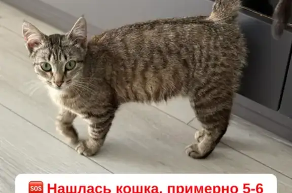 Кошка найдена на ул. 10 лет Октября, 53