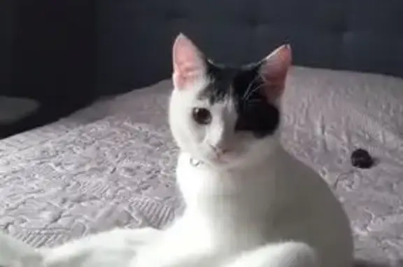 Кошки потеряшки, Широчанка, фото: Потеряшка кошка, Школьный пер., 19, Широчанка